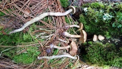 Gymnopilus punctifolius