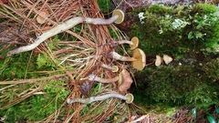 Gymnopilus punctifolius