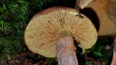 Gymnopilus punctifolius