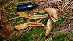 Gymnopilus punctifolius