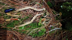 Gymnopilus punctifolius