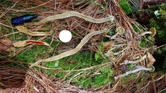 Gymnopilus punctifolius