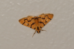 Dichocrocis erixantha