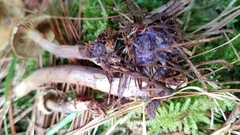 Gymnopilus punctifolius