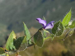 Psoralea monophylla