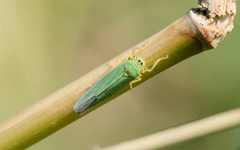 Cicadella