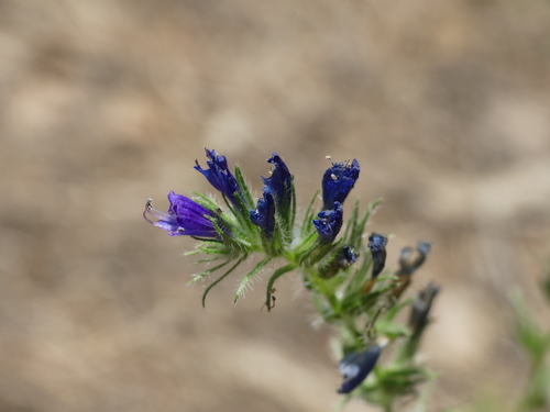 Echium sabulicola image