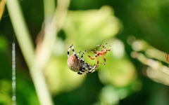 Araneus pinguis