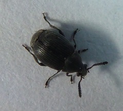 Acanthoscelides aureolus