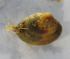 Katelysia rhytiphora