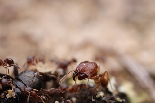 Hairy Big-headed Ant