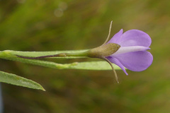 Psoralea laxa