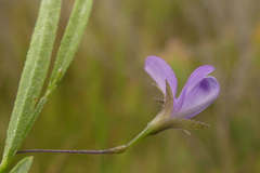 Psoralea laxa