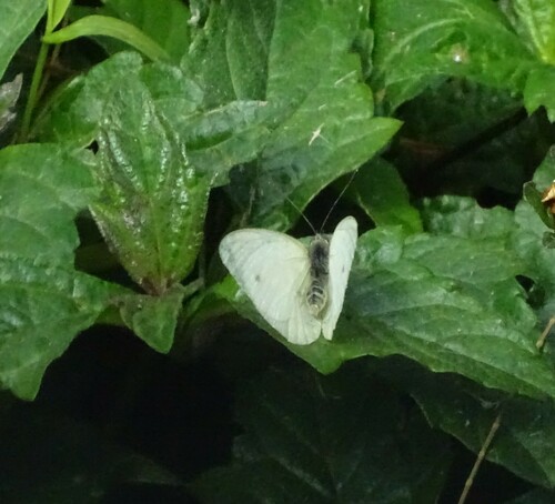Small Ant-heap White photo 5