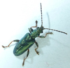 Plateumaris pusilla