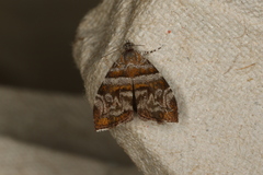 Choreutis periploca