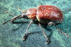 Merhynchites wickhami