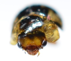 Agathidium maculosum