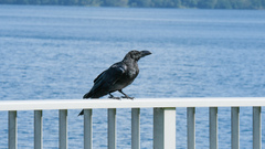 Corvus macrorhynchos