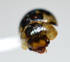 Agathidium maculosum
