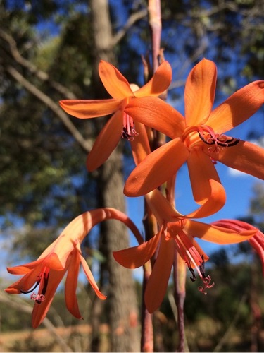 Watsonia meriana