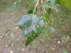 Phyllocnistis unipunctella