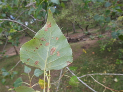 Phyllocnistis unipunctella