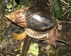 Lissachatina immaculata