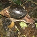 Giant Blonde Snail - Photo (c) Yan Cai, some rights reserved (CC BY-NC), uploaded by Yan Cai