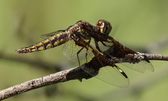 Palpopleura