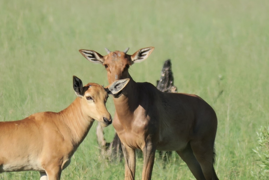 Common Tsessebe from Ngamiland East, Botswana on February 1, 2020 at 07 ...