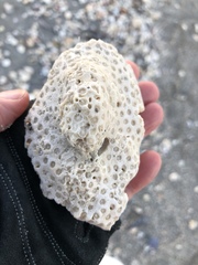 Solenastrea hyades