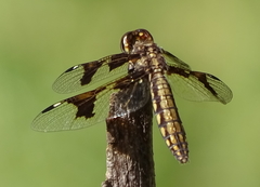 Palpopleura