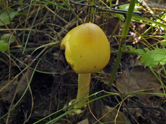 Amanita flavescens image