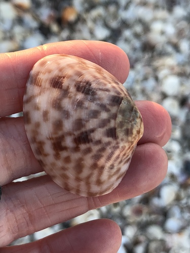 Calico Clam