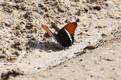 Siproeta epaphus epaphus