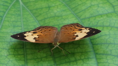 Cupha erymanthis lotis