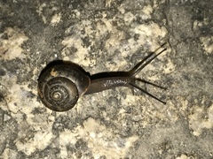 Bradybaena similaris