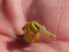 Cyclopia meyeriana