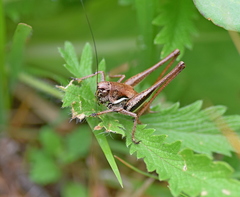 Pholidoptera macedonica