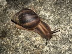 Lissachatina immaculata