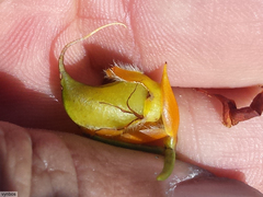 Cyclopia meyeriana
