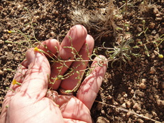 Lessingia glandulifera