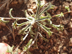 Lessingia glandulifera