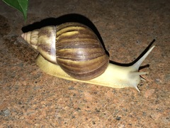 Lissachatina fulica