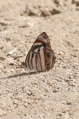 Dynamine postverta mexicana