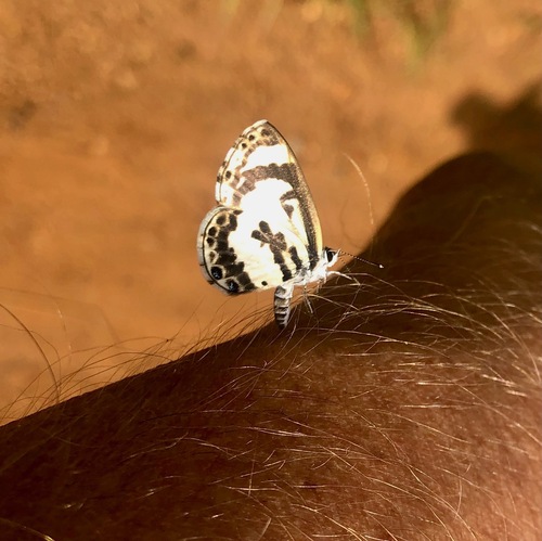 White-banded Babul Blue