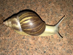 Lissachatina fulica