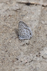 Leptotes cassius cassidula