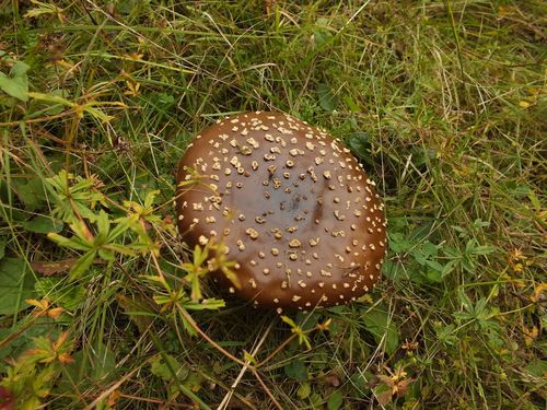 Amanita regalis image